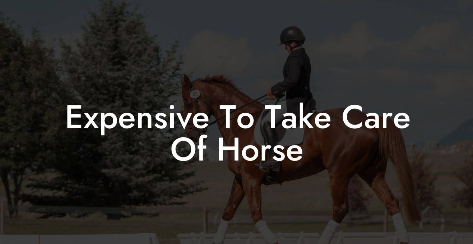 Expensive To Take Care Of Horse How To Own a Horse