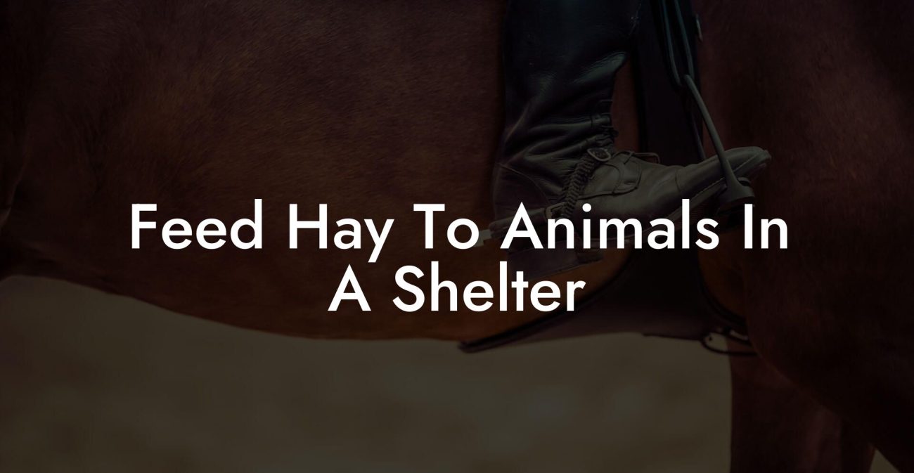 Feed Hay To Animals In A Shelter