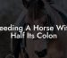 Feeding A Horse With Half Its Colon