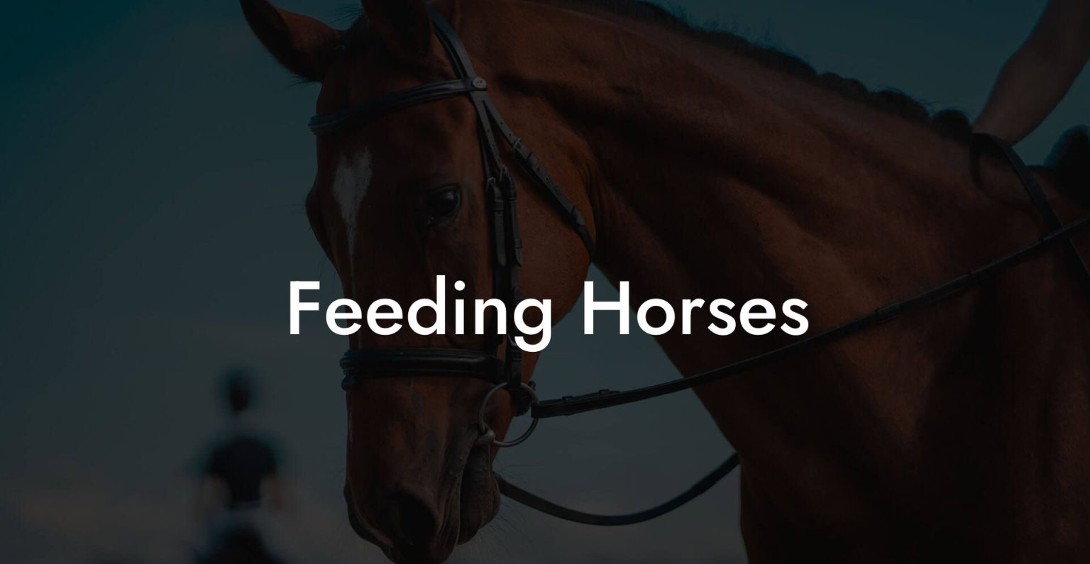 Feeding Horses How To Own a Horse