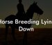 Horse Breeding Lying Down