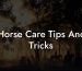 Horse Care Tips And Tricks