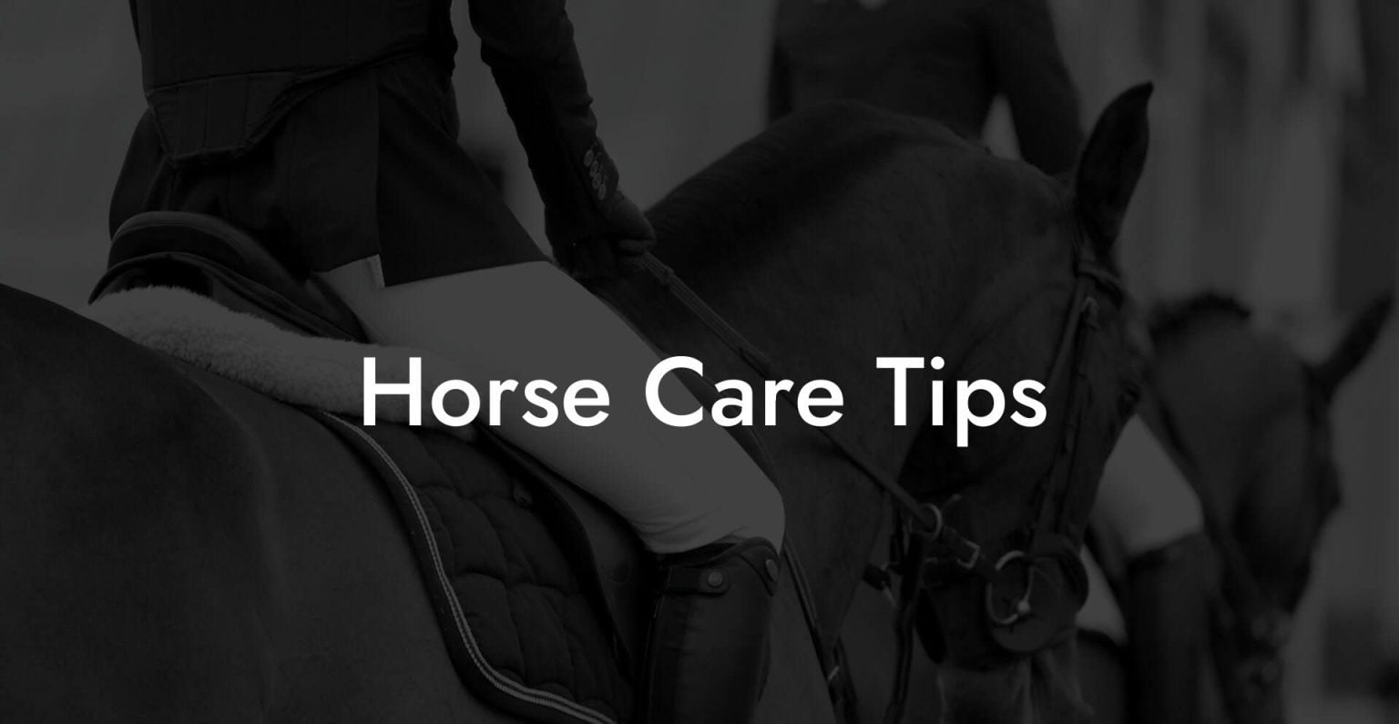 Horse Care Tips How To Own a Horse