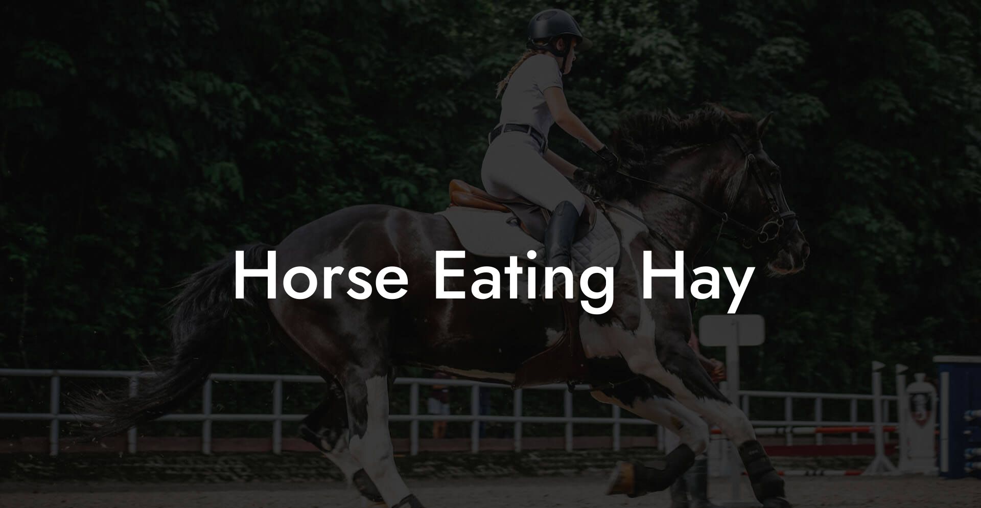 Horse Eating Hay