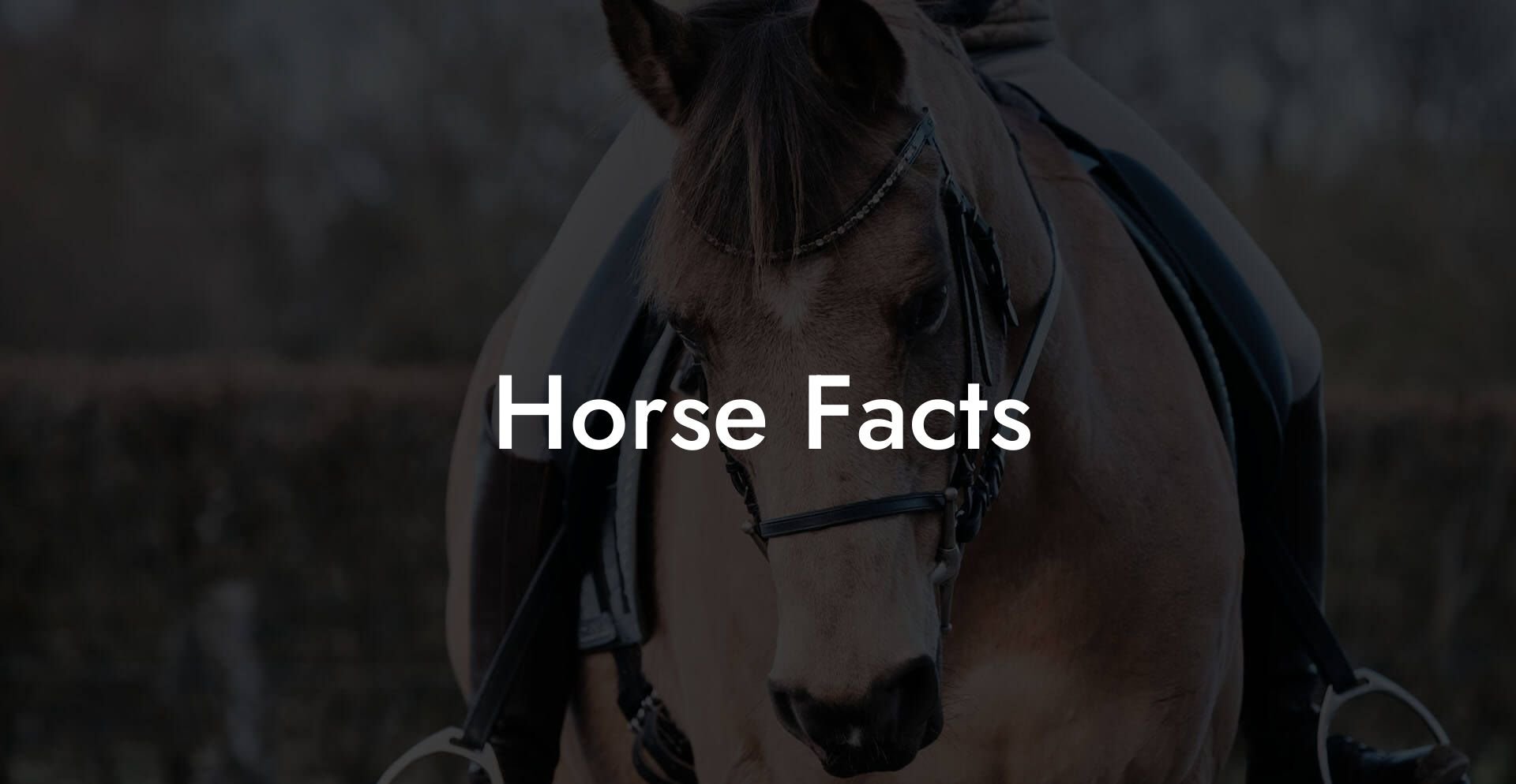 Horse Facts