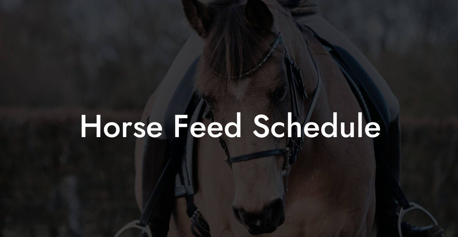 Horse Feed Schedule How To Own a Horse