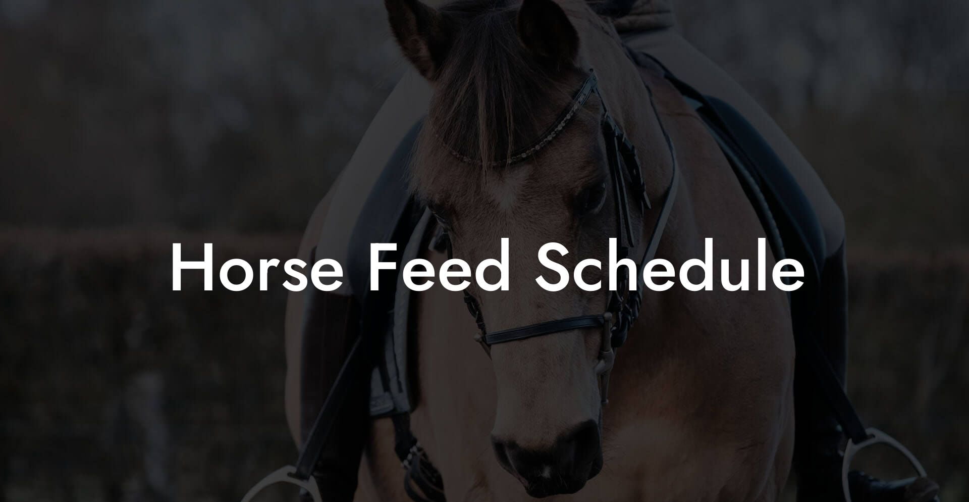 Horse Feed Schedule