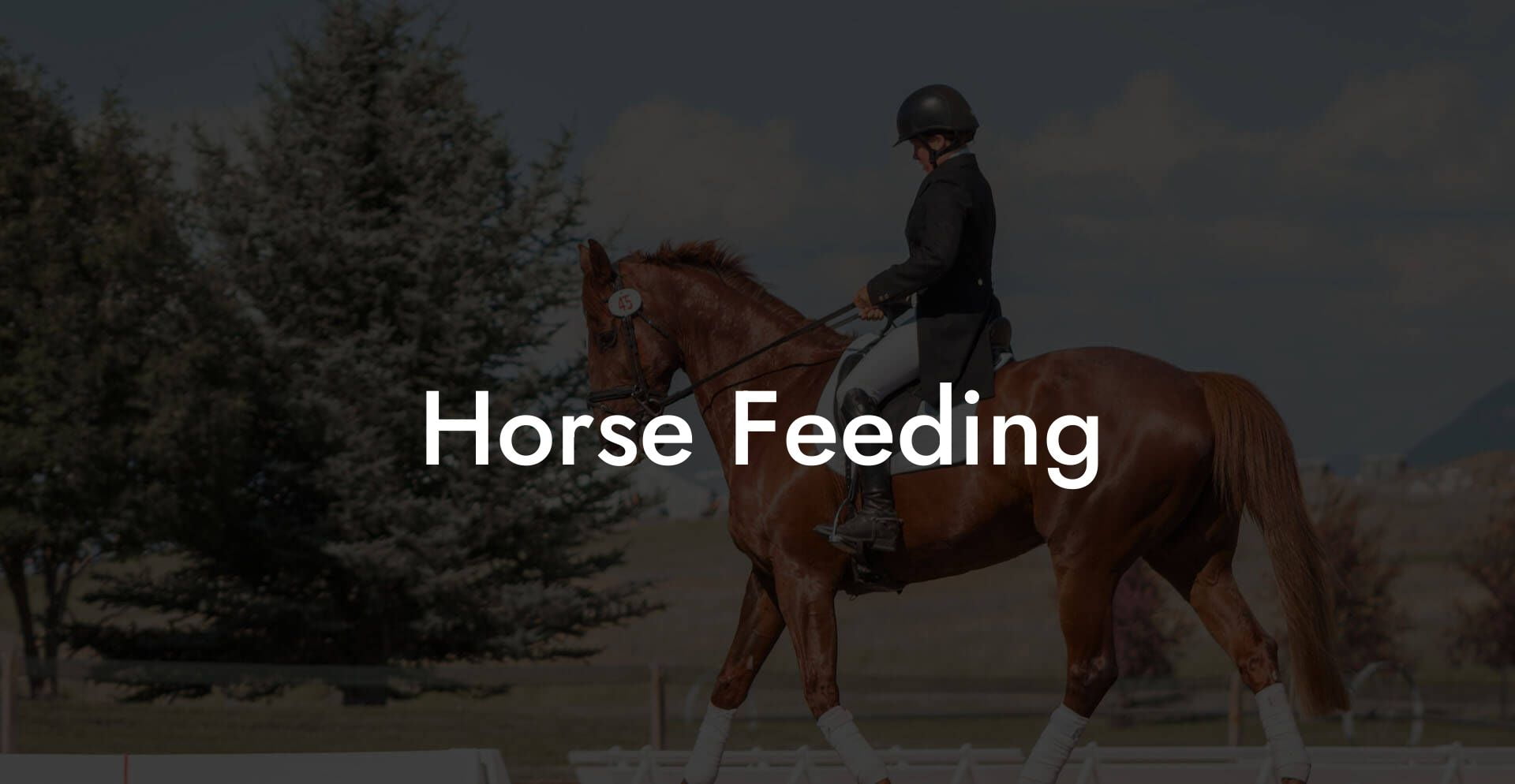 Horse Feeding
