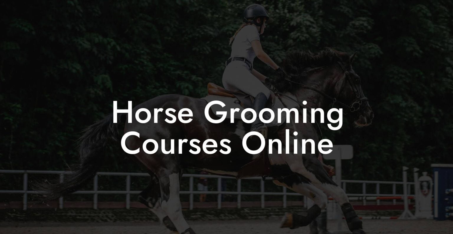 Horse Grooming Courses Online How To Own a Horse