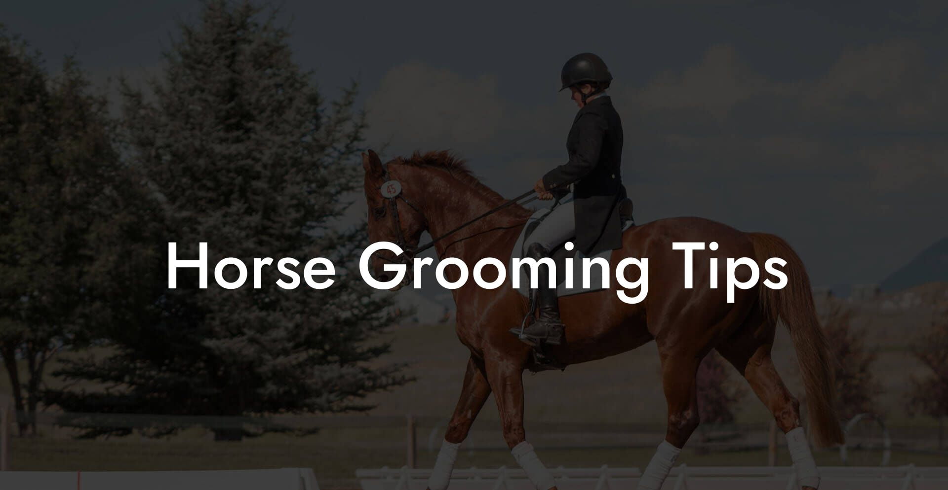 Horse Grooming Tips