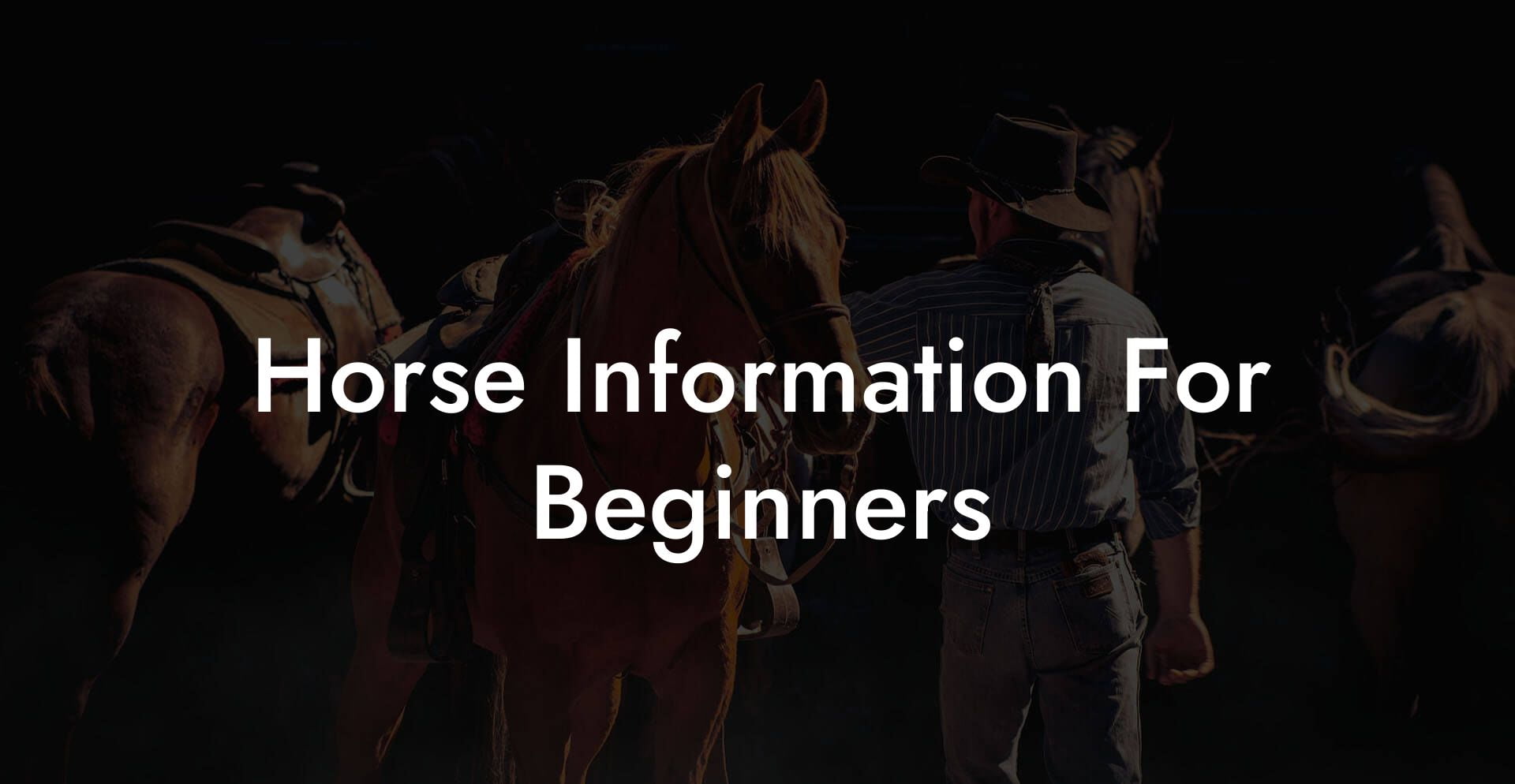 Horse Information For Beginners
