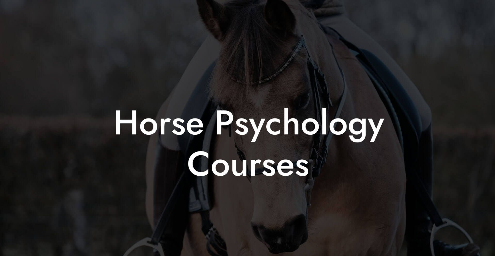 Horse Psychology Courses