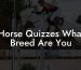 Horse Quizzes What Breed Are You