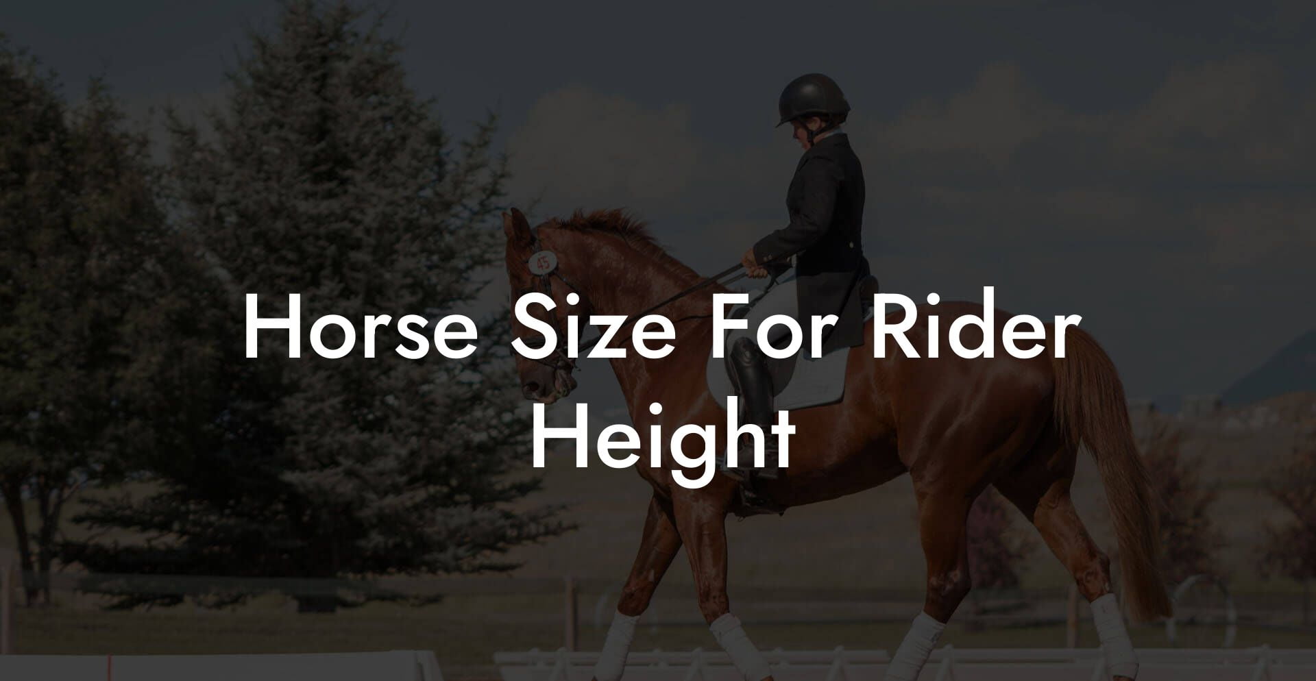 Horse Size For Rider Height