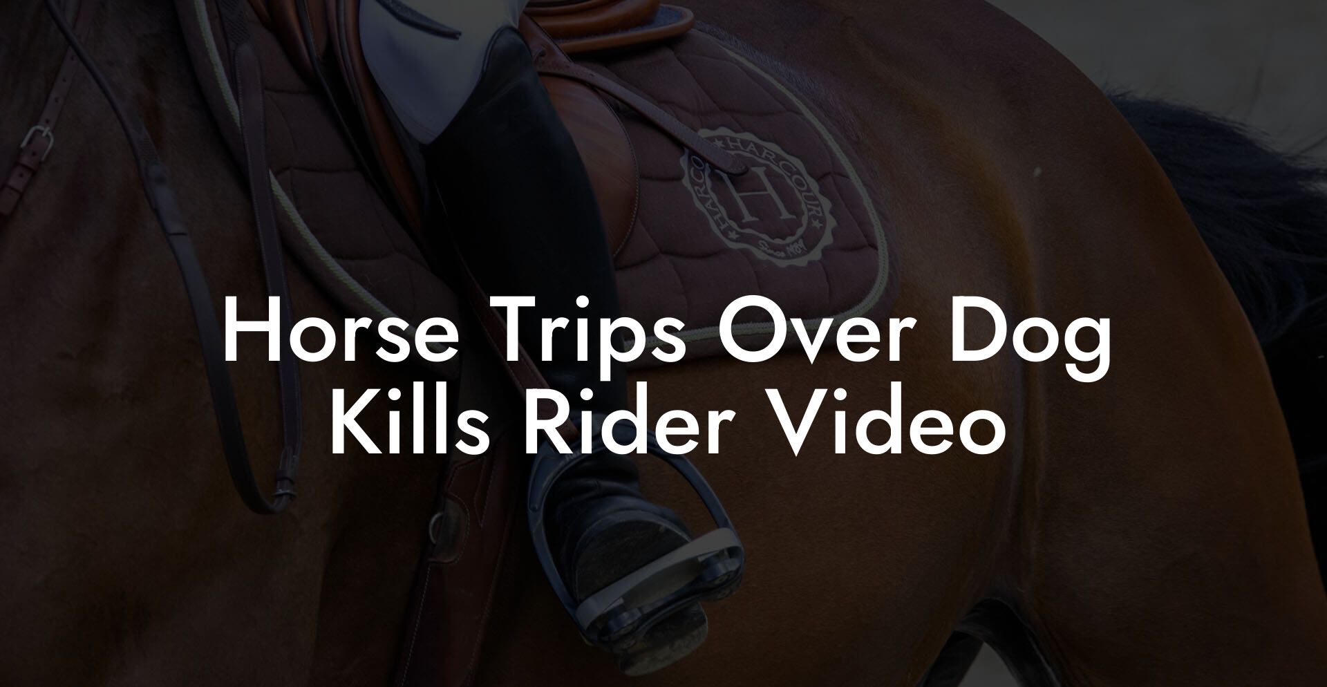 Horse Trips Over Dog Kills Rider Video