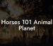 Horses 101 Animal Planet