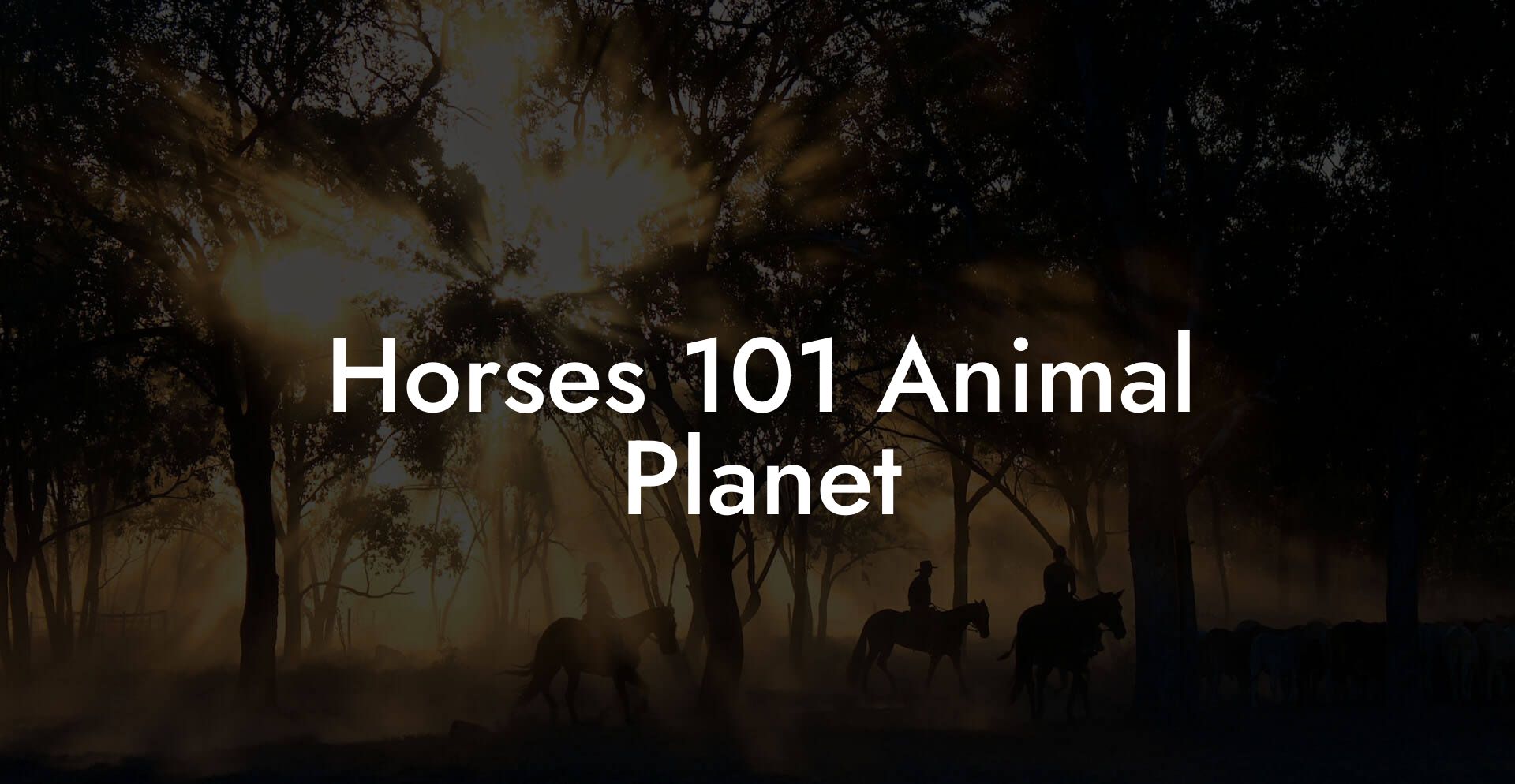 Horses 101 Animal Planet