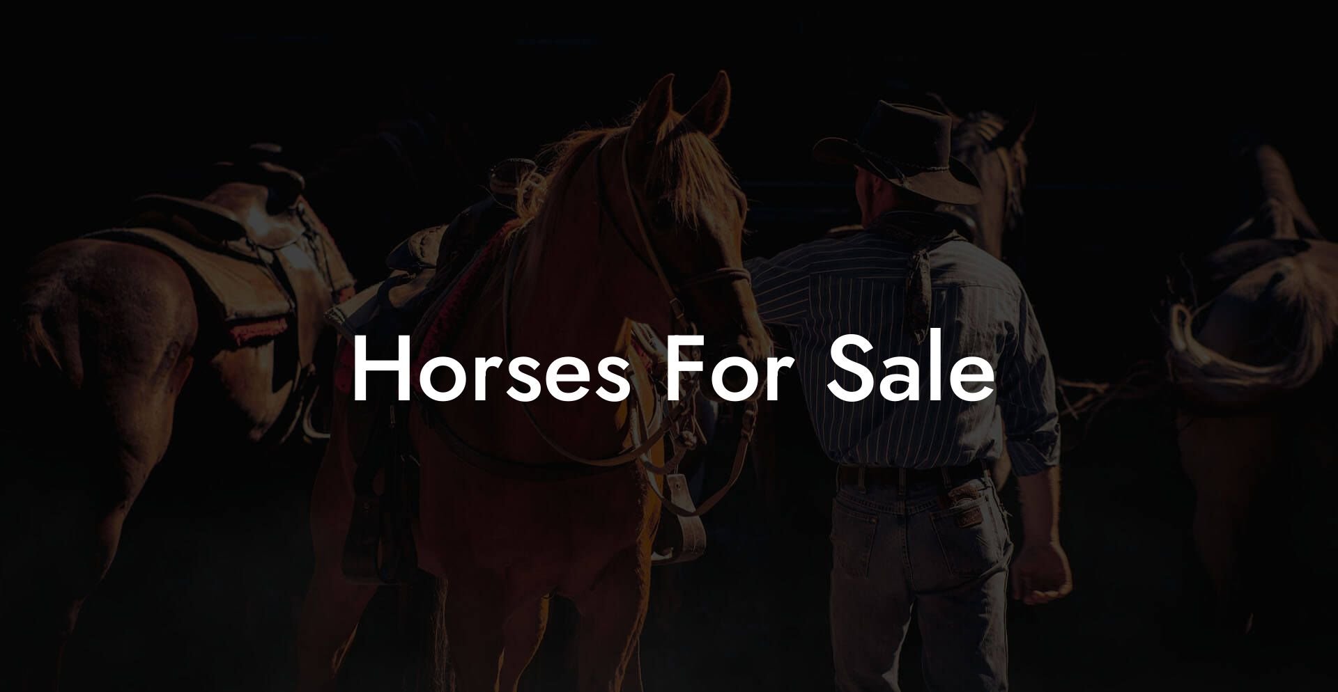 Horses For Sale