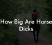 How Big Are Horse Dicks