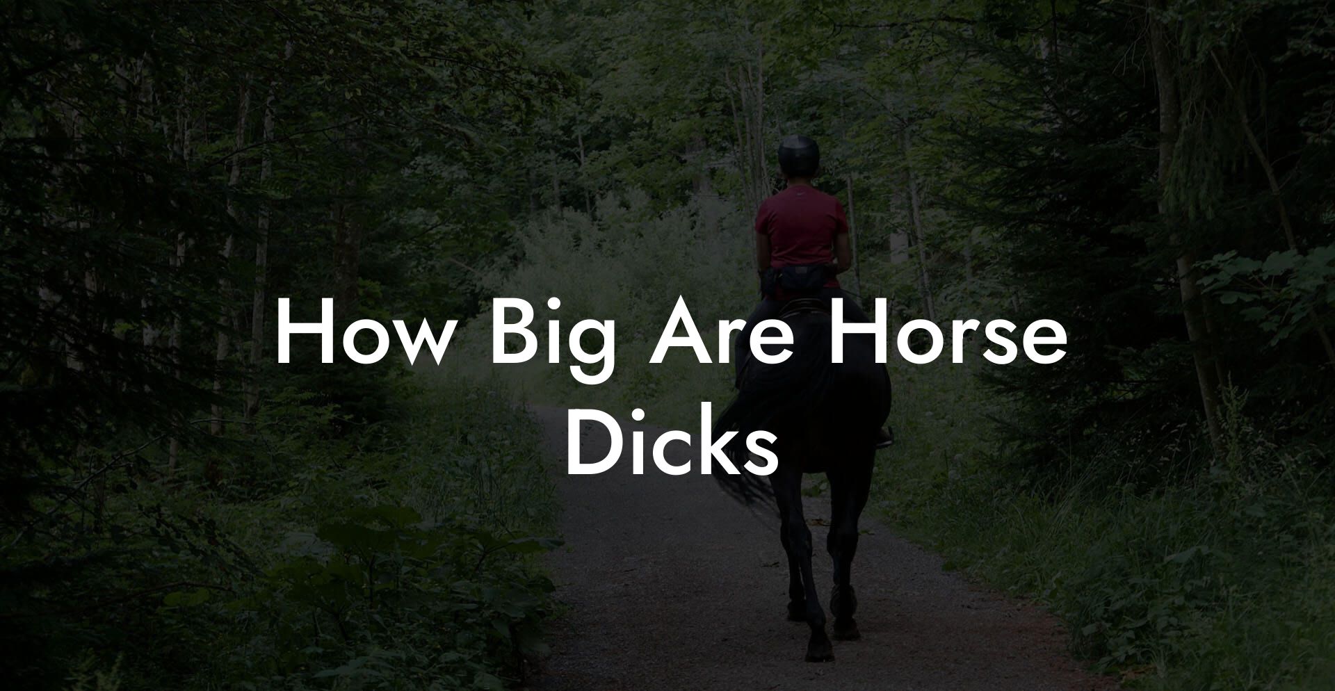 How Big Are Horse Dicks