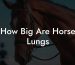 How Big Are Horse Lungs