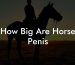 How Big Are Horse Penis