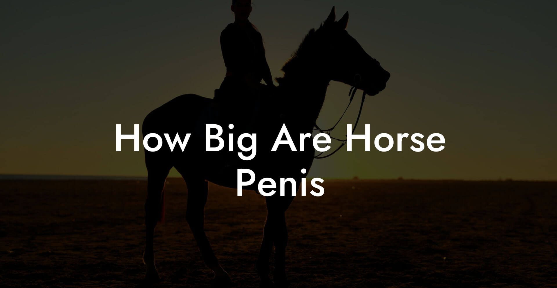 How Big Are Horse Penis