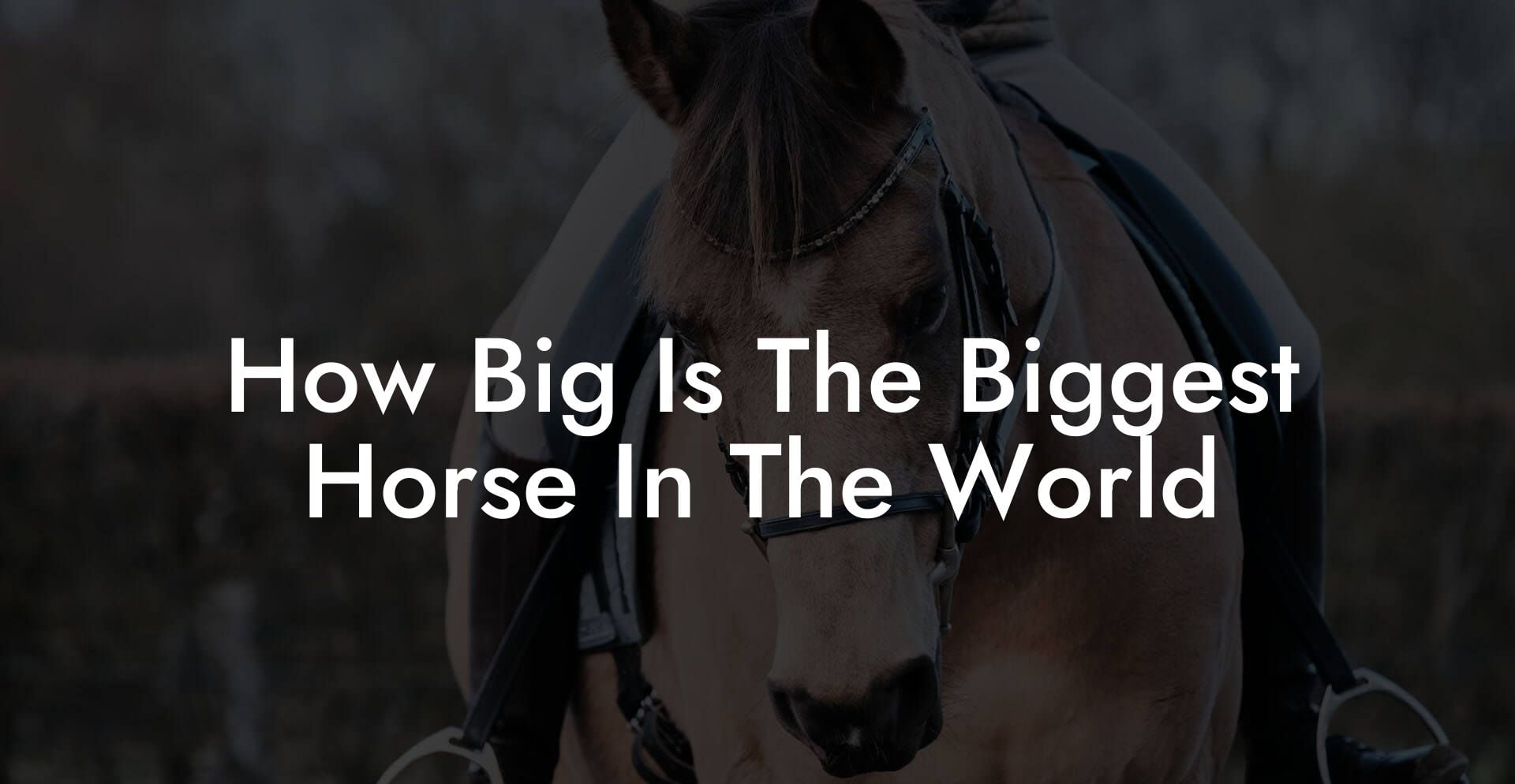 How Big Is The Biggest Horse In The World