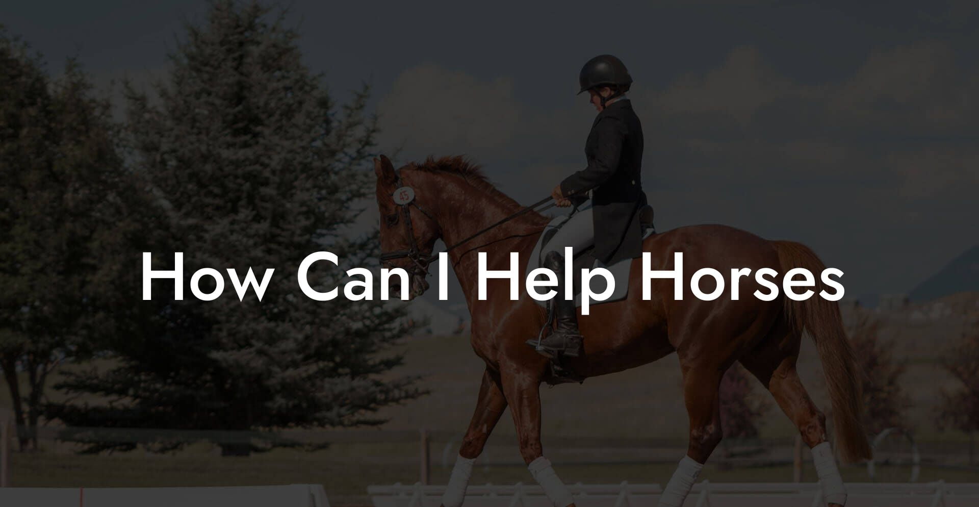 How Can I Help Horses