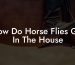 How Do Horse Flies Get In The House