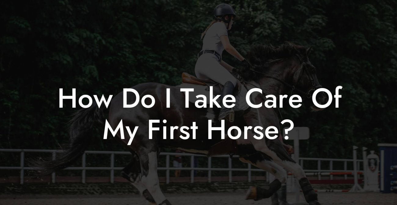 How Do I Take Care Of My First Horse?