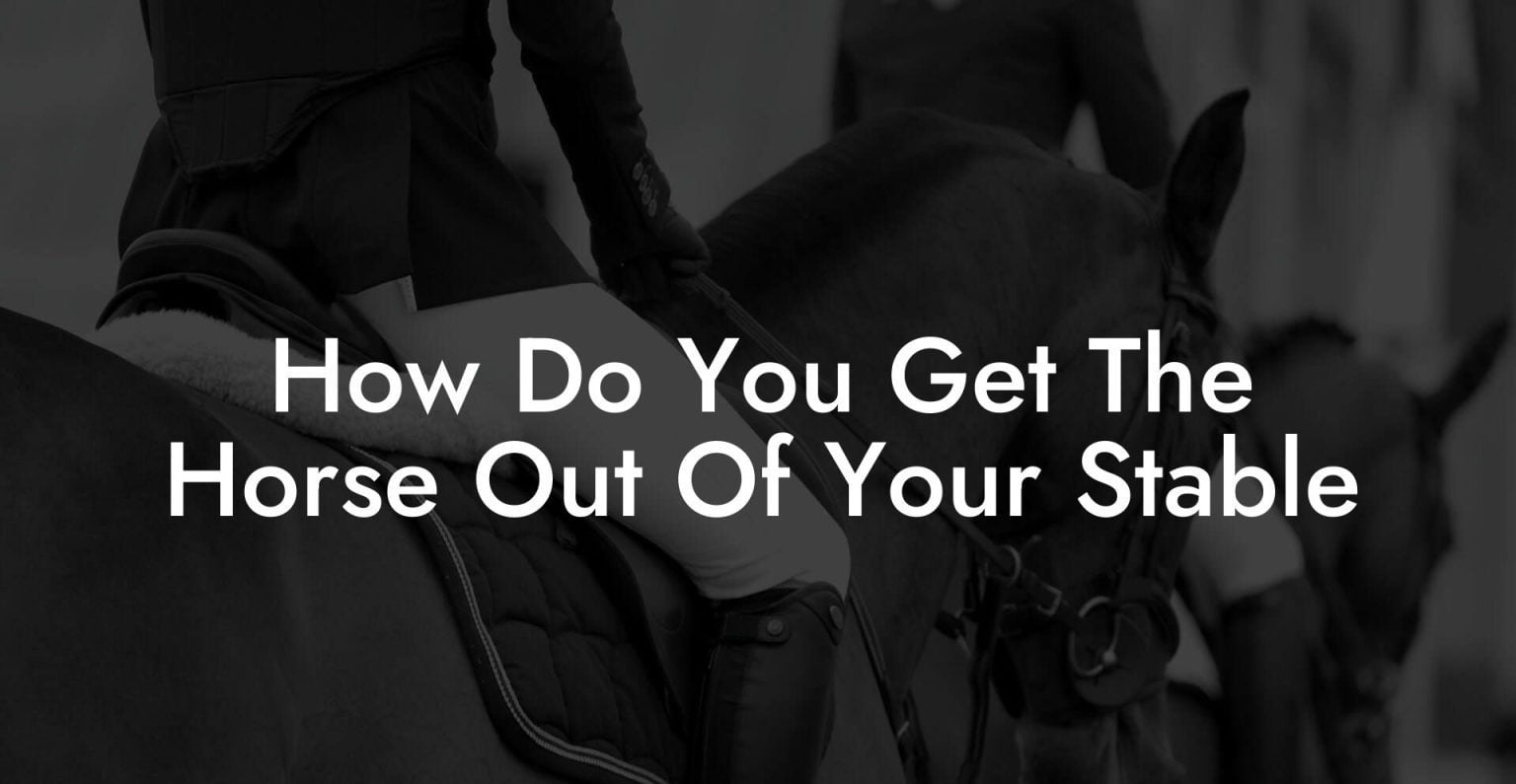 How Do You Get The Horse Out Of Your Stable How To Own a Horse