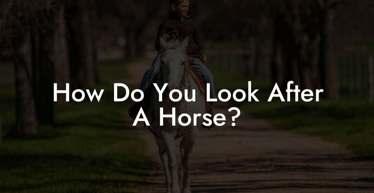 How Do You Look After A Horse?