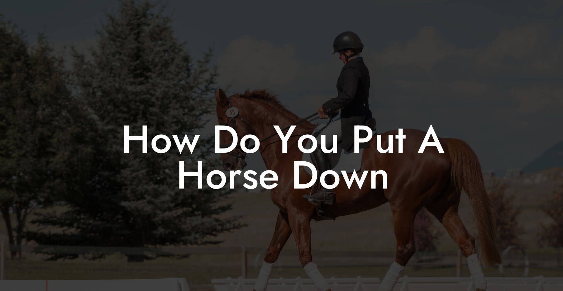 How Do You Put A Horse Down