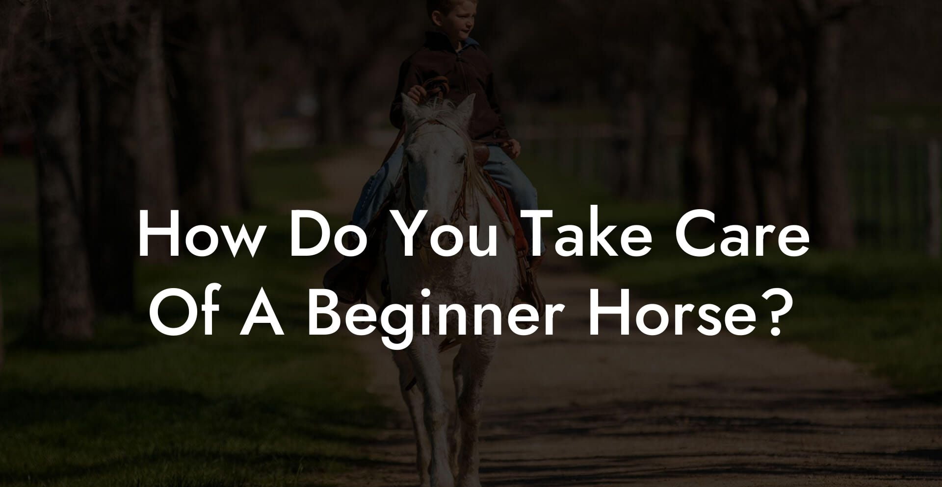How Do You Take Care Of A Beginner Horse?