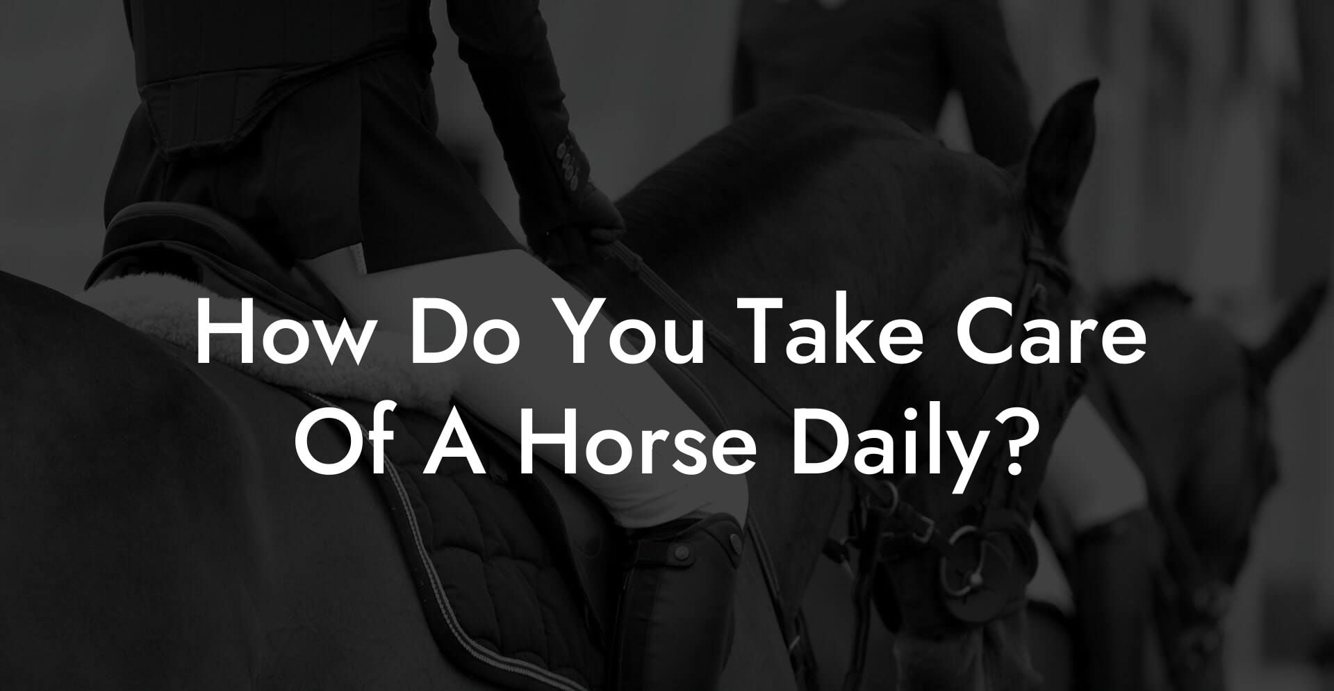 How Do You Take Care Of A Horse Daily?
