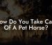 How Do You Take Care Of A Pet Horse?