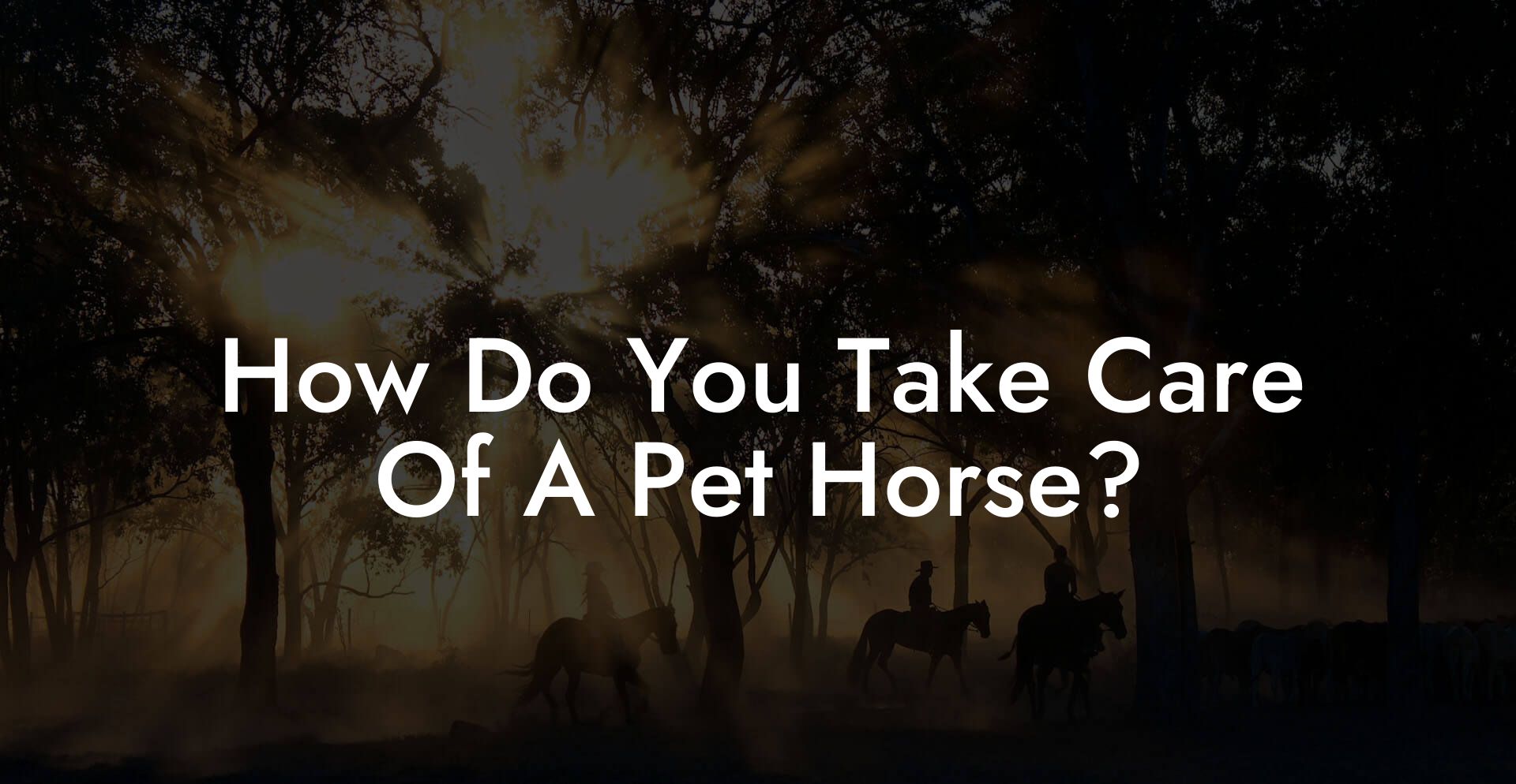 How Do You Take Care Of A Pet Horse?