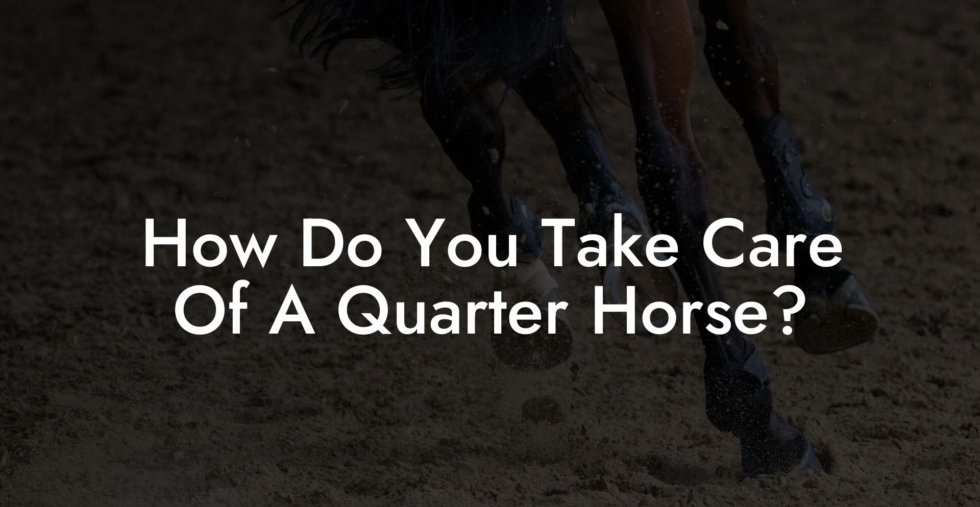 How Do You Take Care Of A Quarter Horse?