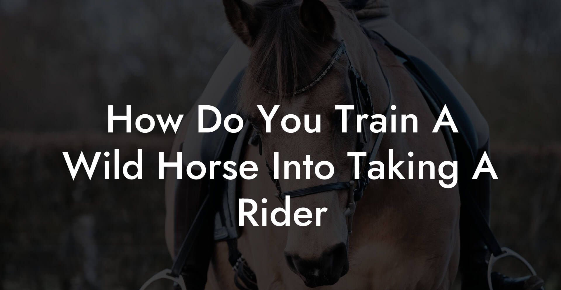 How Do You Train A Wild Horse Into Taking A Rider