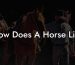 How Does A Horse Live