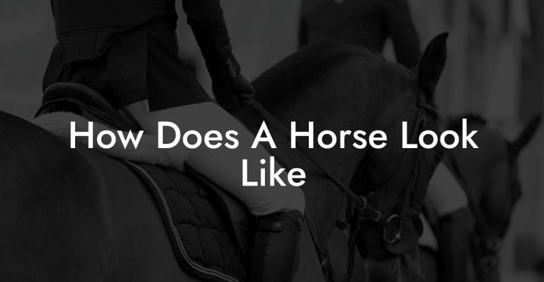 How Does A Horse Look Like - How To Own a Horse