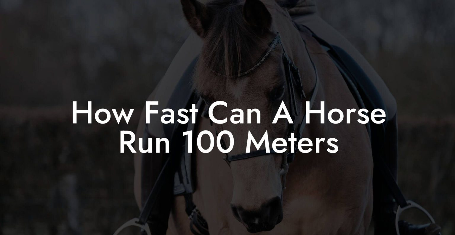 How Fast Can A Horse Run 100 Meters How To Own a Horse