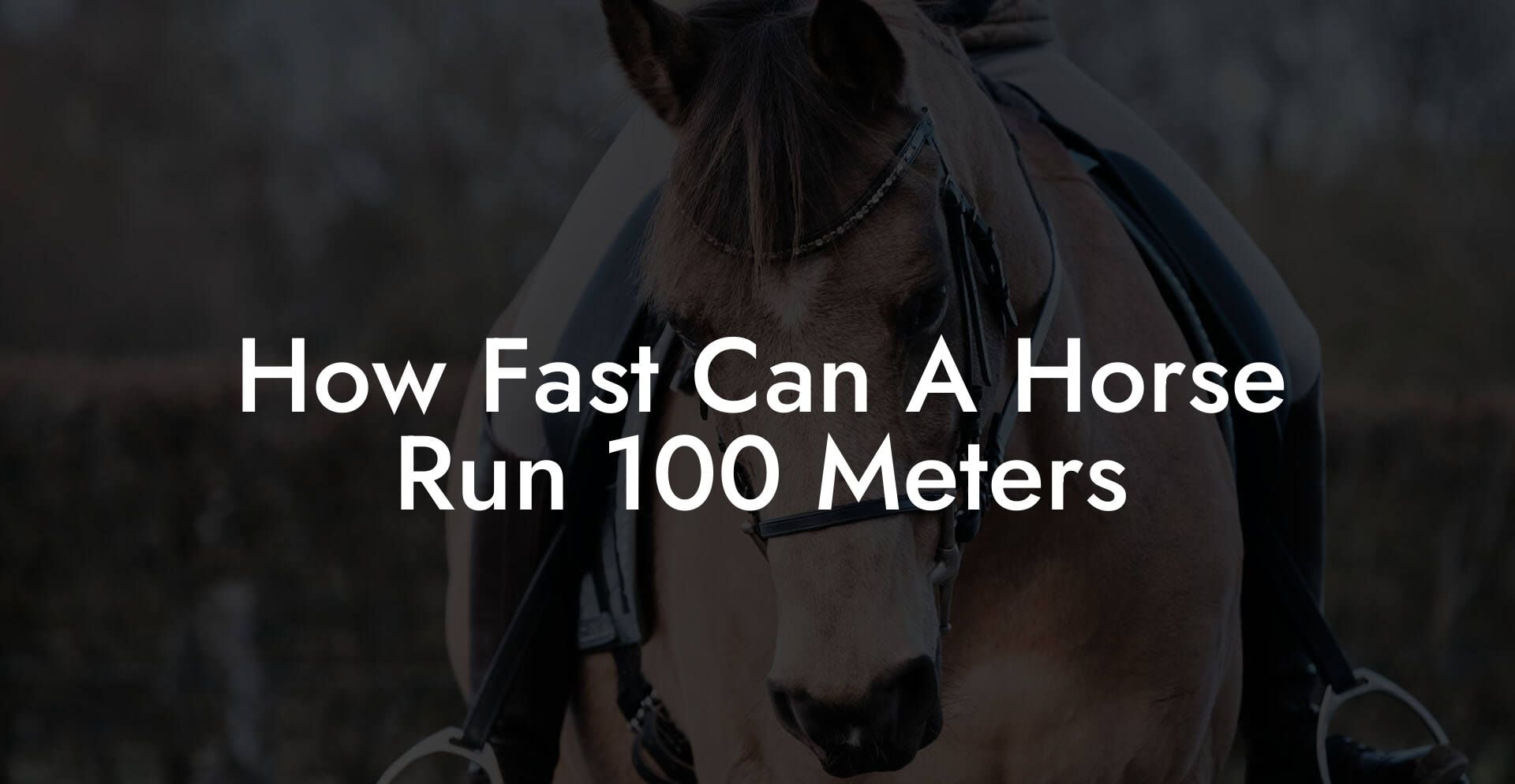 How Fast Can A Horse Run 100 Meters