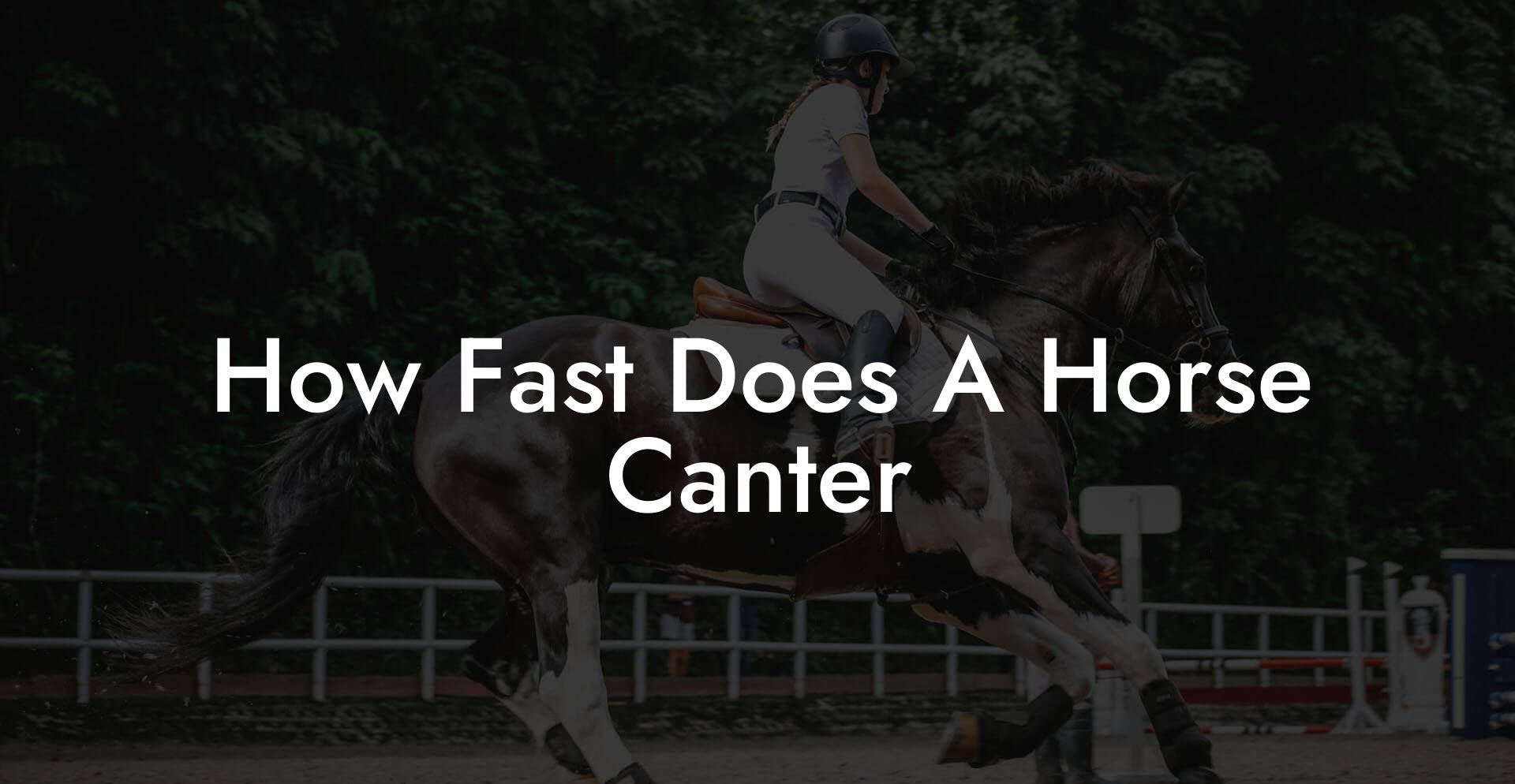 How Fast Does A Horse Canter