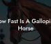 How Fast Is A Galloping Horse