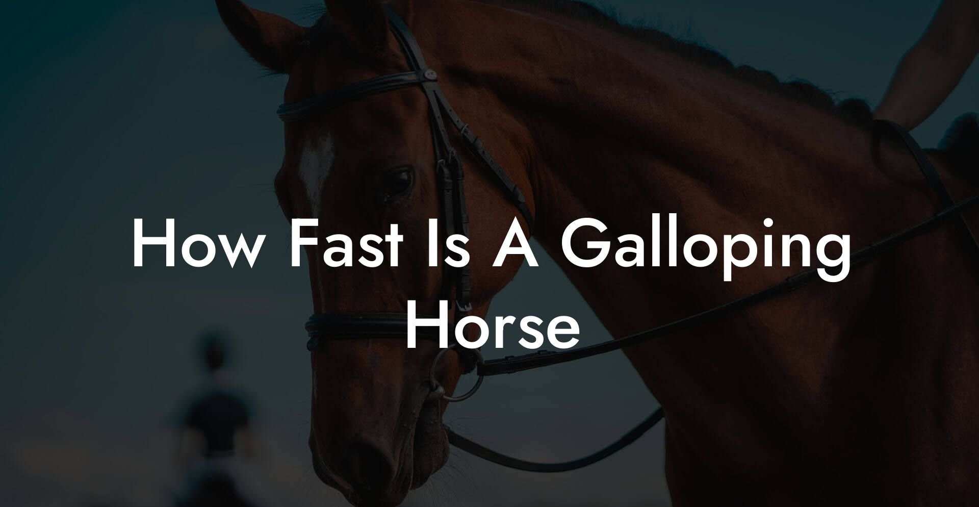 How Fast Is A Galloping Horse