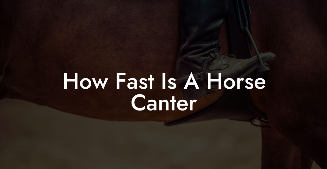 How Fast Is A Horse Canter