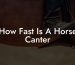 How Fast Is A Horse Canter