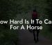 How Hard Is It To Care For A Horse